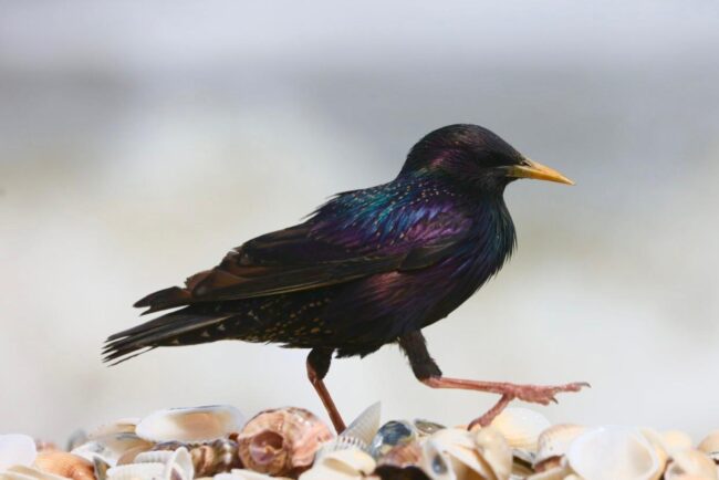 Birdwatching3fa4dc5b-6bee-4238-84d0-a63e1ccf5b58